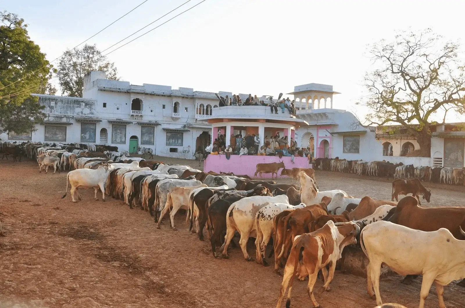 Things to do in Nathdwara